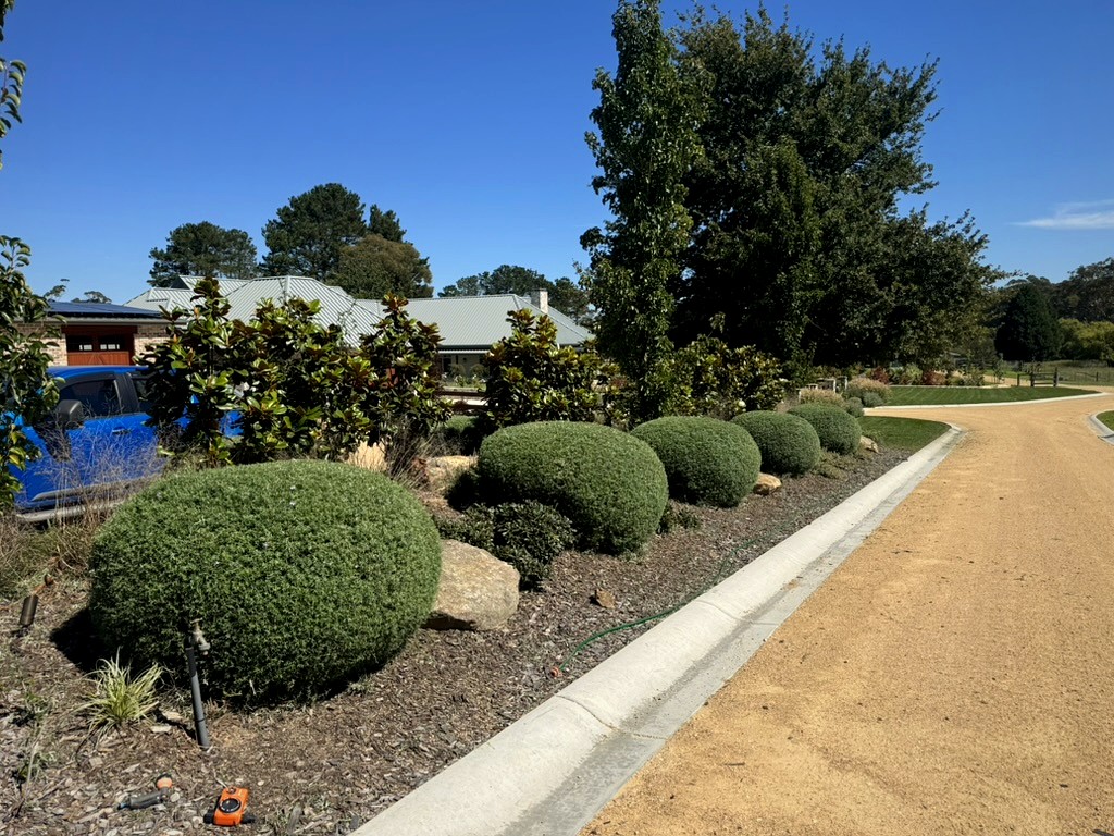 Neatly trimmed round hedging along a gravel driveway in Burradoo